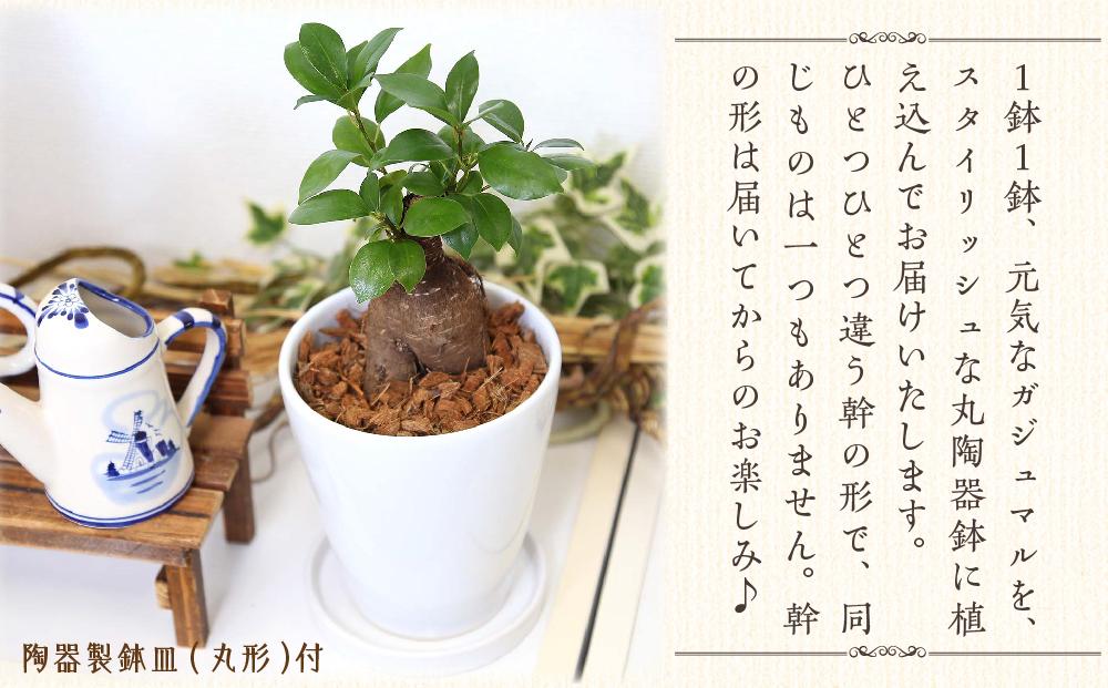 【観葉植物】幸せを見守る樹 ガジュマル 5号 ホワイト陶器鉢 丸ロング 土の表面:ウッドチップ ｜観葉植物 インテリア 部屋 おしゃれ 福岡県筑前町 送料無料