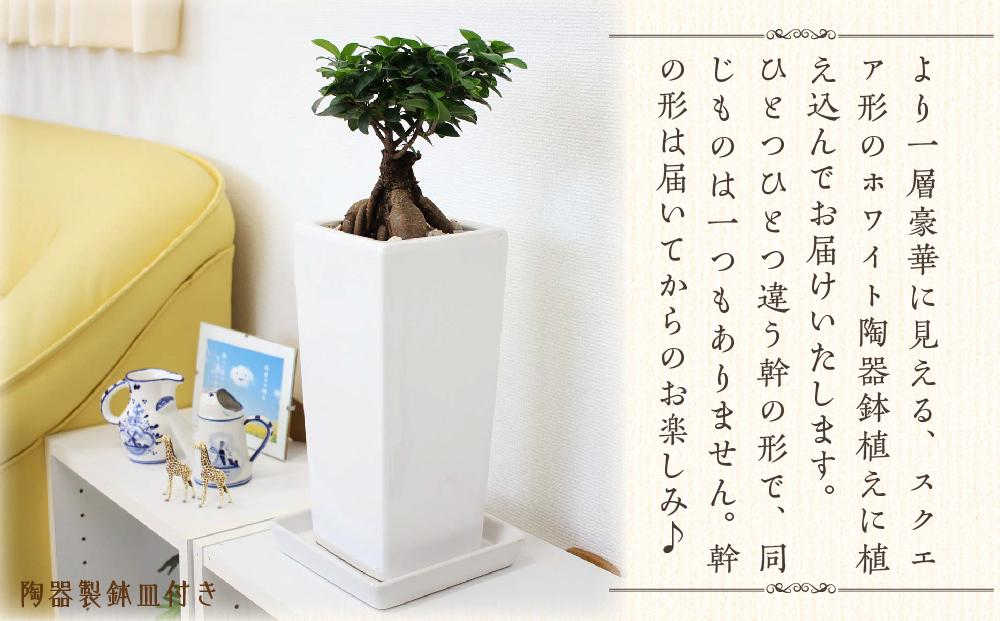 【観葉植物】幸せを見守る樹 ガジュマル 6号 スクエア陶器鉢 ストレート 高さ:約40cm～55cm内外 ｜観葉植物 インテリア 部屋 おしゃれ 福岡県筑前町 送料無料