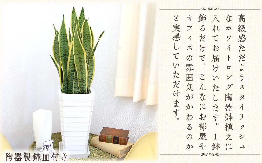 【観葉植物】サンスベリア 7号 ホワイト陶器鉢 Gタイプ 高さ:約70～ 90cm 土の表面：ウッドチップ ｜観葉植物 インテリア 部屋 おしゃれ 福岡県筑前町 送料無料