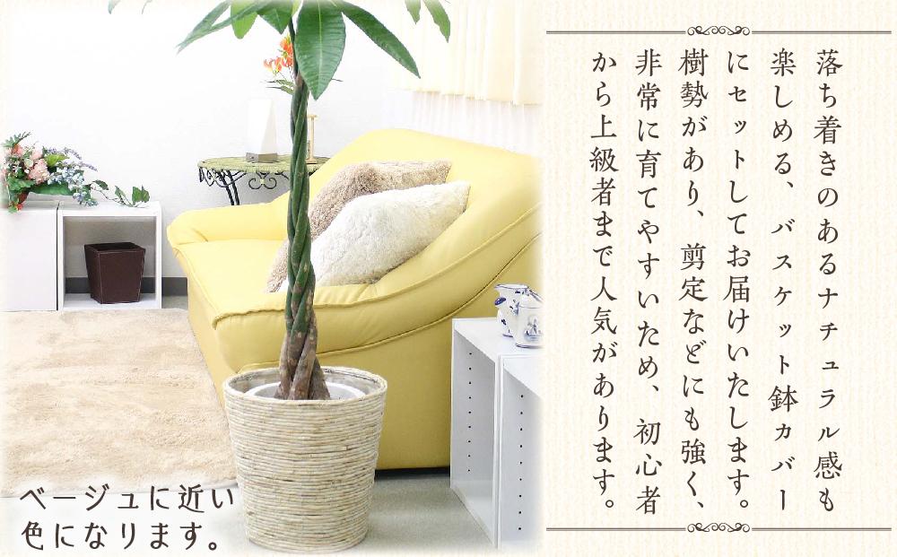 《先行予約》【観葉植物】パキラ 8号 ホワイトバスケット鉢カバー 土の表面:ウッドチップ ｜観葉植物 インテリア 部屋 おしゃれ 福岡県筑前町 送料無料