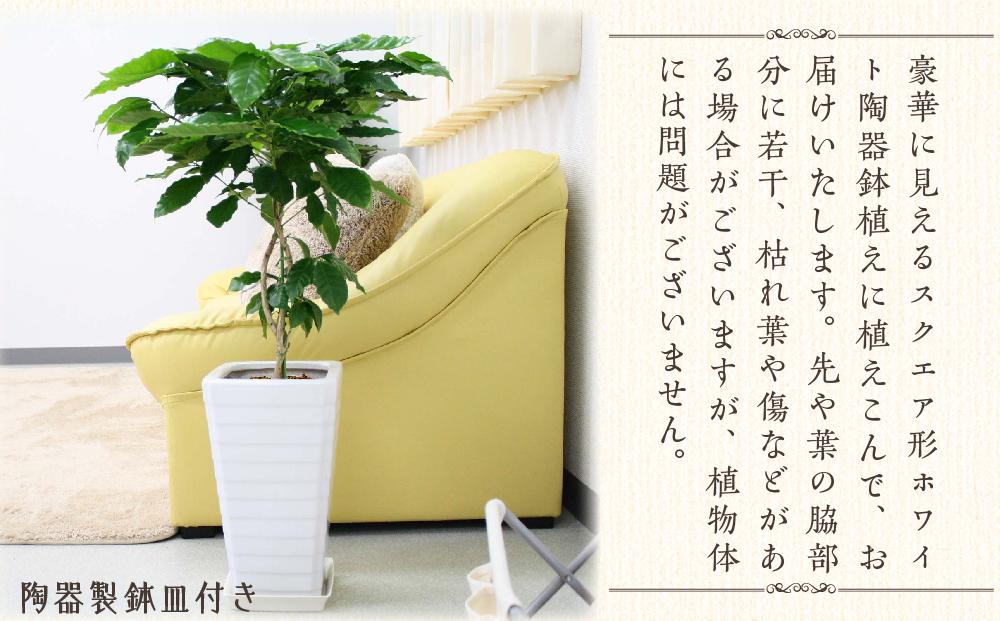 《先行予約》【観葉植物】コーヒーの木 7号 ホワイトスクエア陶器G 土の表面:ウッドチップ ｜観葉植物 インテリア 部屋 おしゃれ 福岡県筑前町 送料無料
