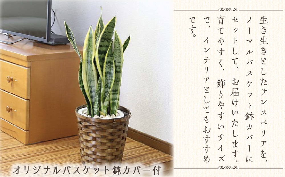 【観葉植物】サンスベリア 7号 バスケット鉢カバー 土の表面:ウッドチップ ｜観葉植物 インテリア 部屋 おしゃれ 福岡県筑前町 送料無料