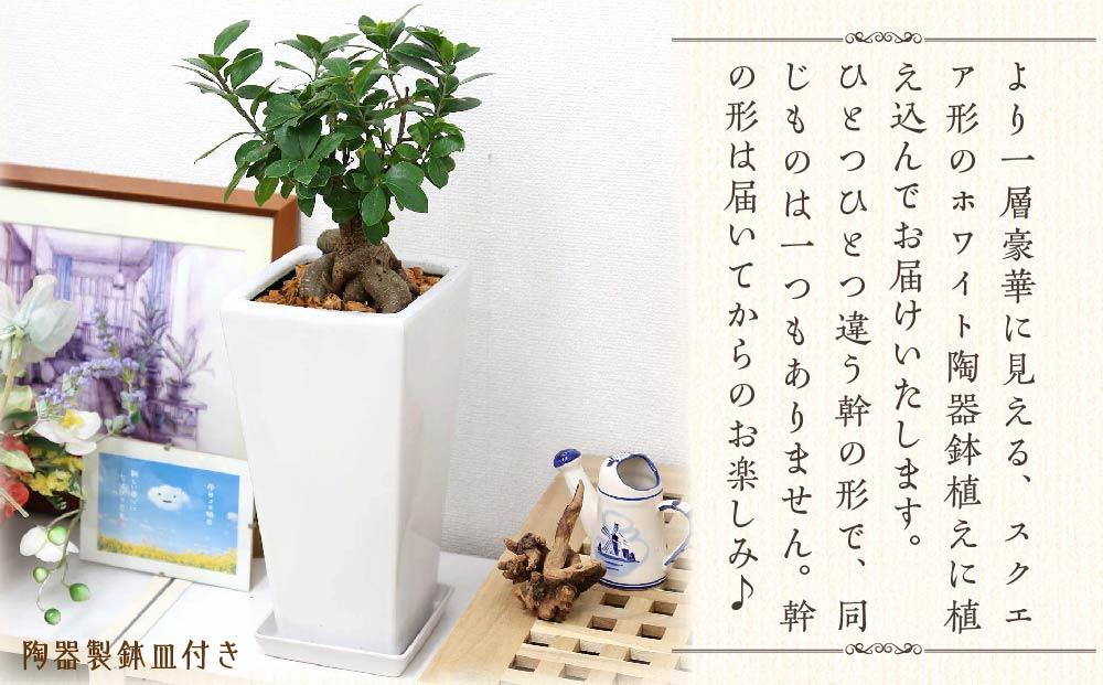 《先行予約》【観葉植物】幸せを見守る樹 ガジュマル 7号 スクエア陶器鉢 ストレート 高さ:約45cm～60cm内外 ｜観葉植物 インテリア 部屋 おしゃれ 福岡県筑前町 送料無料