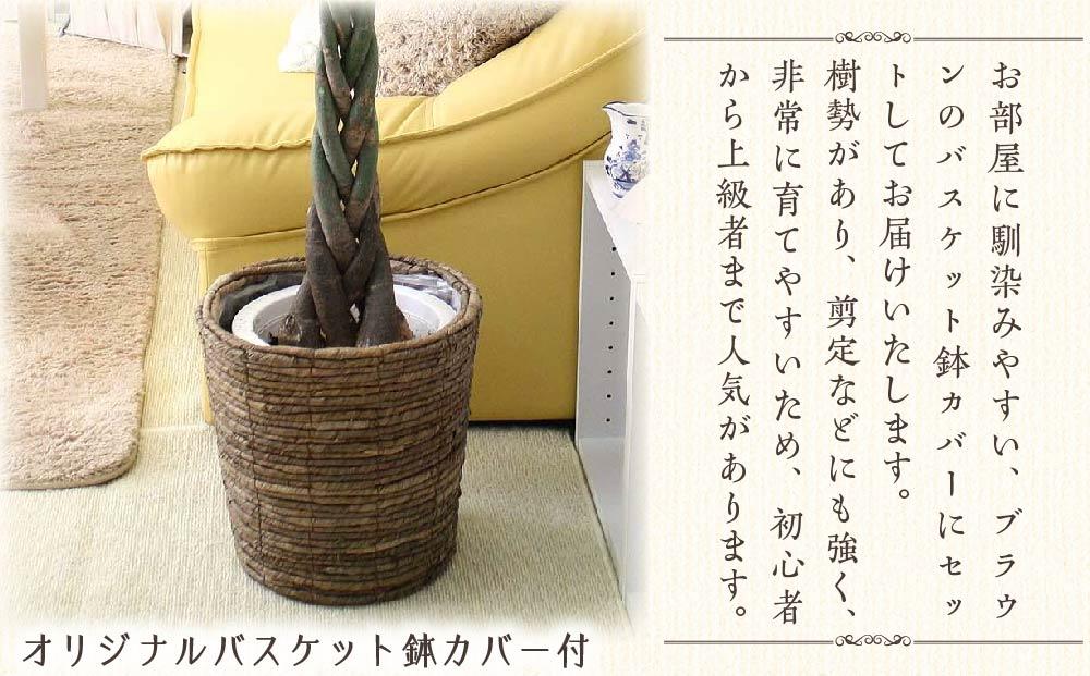 《先行予約》【観葉植物】パキラ 8号 ブラウンバスケット鉢カバー 土の表面:ウッドチップ ｜観葉植物 インテリア 部屋 おしゃれ 福岡県筑前町 送料無料
