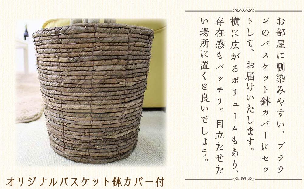 【観葉植物】オーガスタ 8号 ブラウンバスケット鉢カバー 土の表面：ウッドチップ｜観葉植物 インテリア 部屋 おしゃれ 福岡県筑前町 送料無料