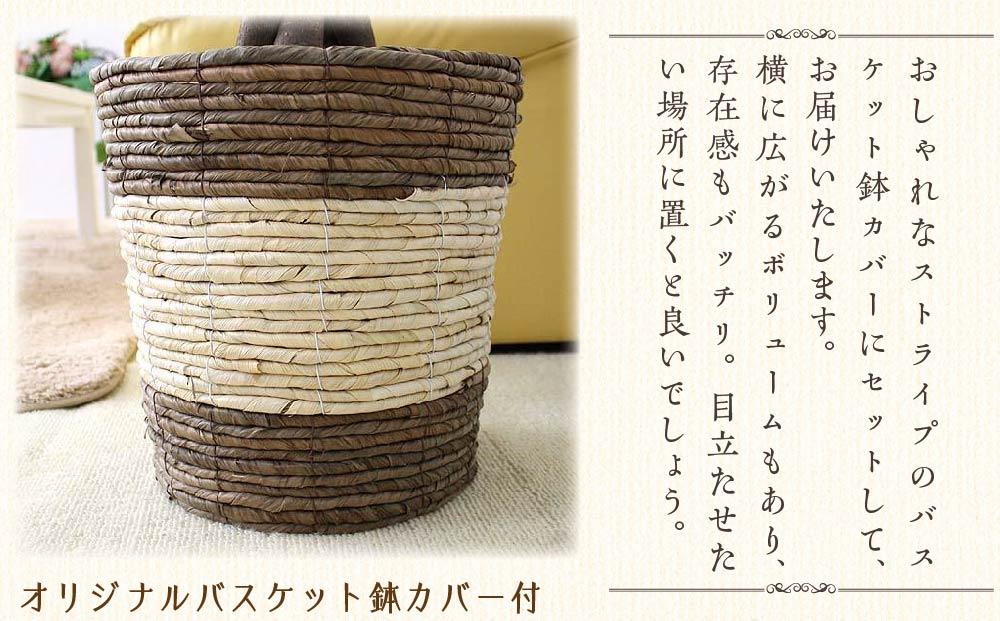 【観葉植物】オーガスタ 8号 ストライプバスケット鉢カバー 土の表面：ウッドチップ ｜観葉植物 インテリア 部屋 おしゃれ 福岡県筑前町 送料無料