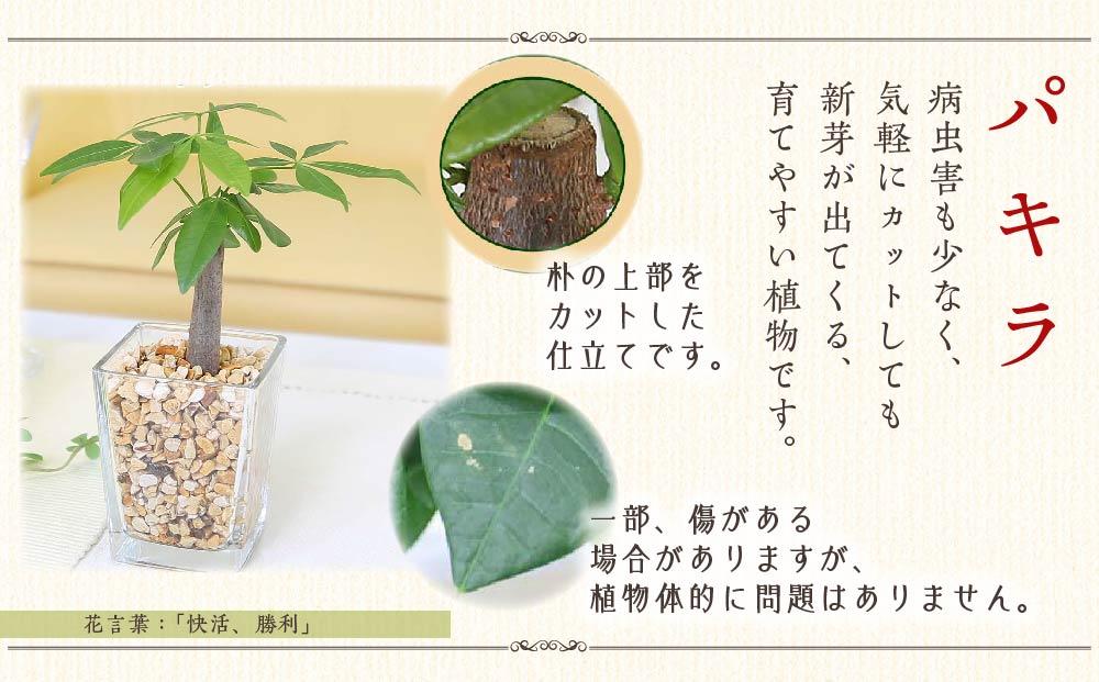 観葉植物】土を使わないで清潔なミニ観葉植物 ゼオライト植え・ガラス鉢 スクエア形 2鉢セット（パキラとサンスベリア）｜観葉植物 インテリア 部屋  おしゃれ 福岡県筑前町 送料無料: 筑前町ANAのふるさと納税