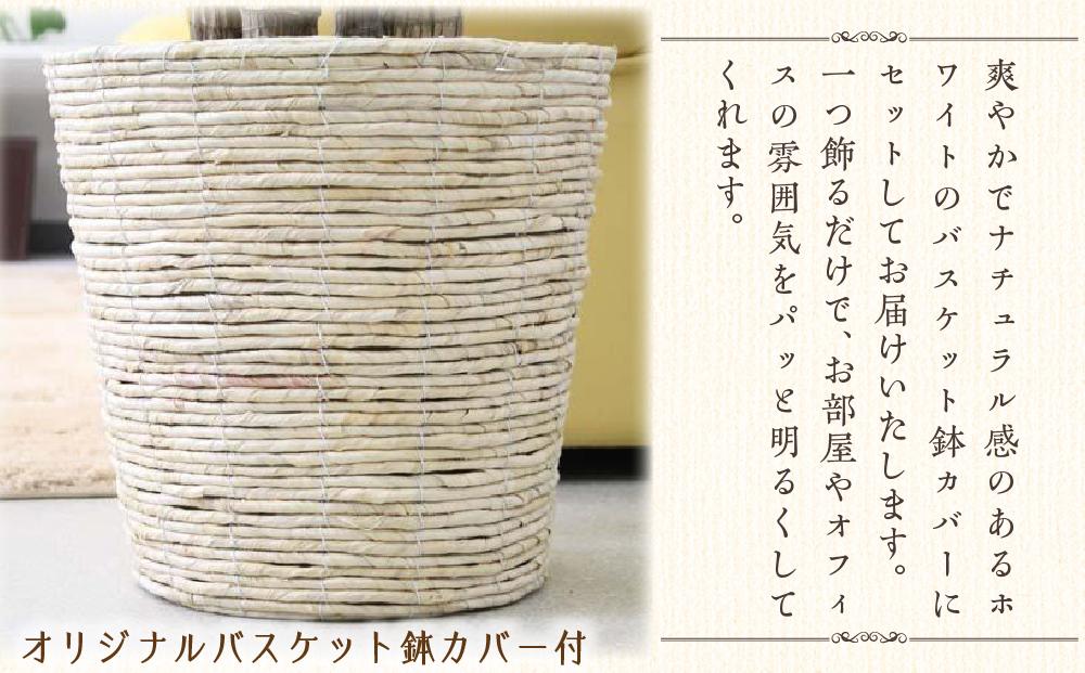 《先行予約》【観葉植物】アレカヤシ 10号 ホワイトバスケット鉢カバー 土の表面:ウッドチップ ｜観葉植物 インテリア 部屋 おしゃれ 福岡県筑前町 送料無料