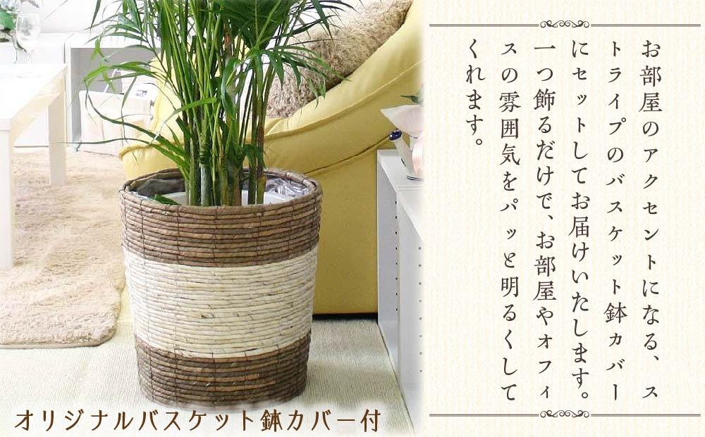 《先行予約》【観葉植物】アレカヤシ 10号 ストライプバスケット鉢カバー 土の表面:ウッドチップ ｜観葉植物 インテリア 部屋 おしゃれ 福岡県筑前町 送料無料