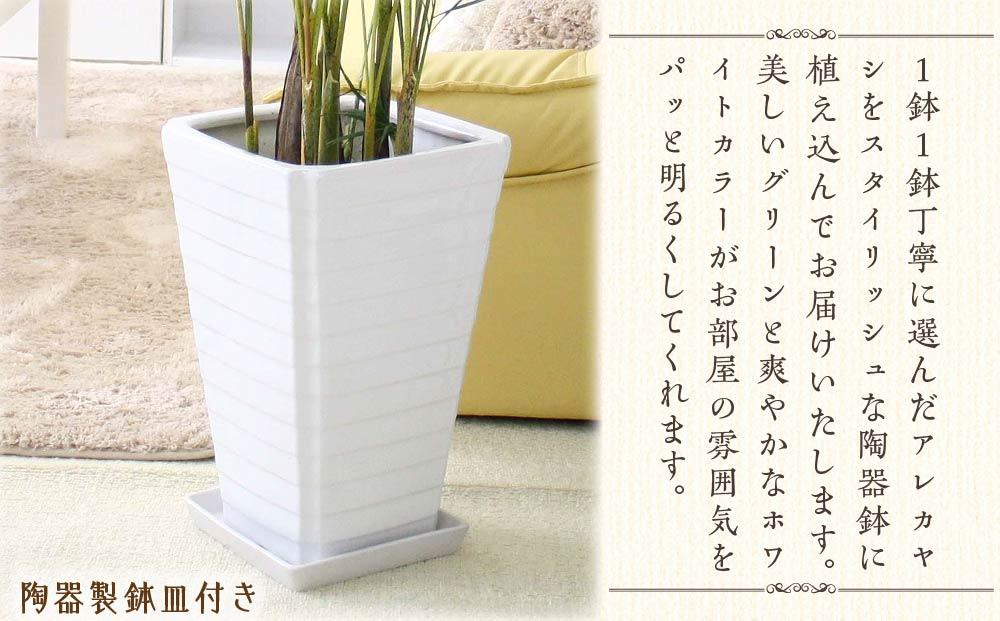 《先行予約》【観葉植物】アレカヤシ 8号 ホワイト陶器鉢 Ｇタイプ 土の表面:ウッドチップ ｜観葉植物 インテリア 部屋 おしゃれ 福岡県筑前町 送料無料