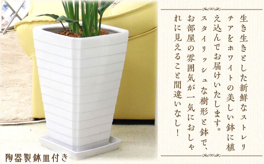《先行予約》【観葉植物】ストレリチア レギネ 8号 ホワイト陶器鉢 G｜観葉植物 インテリア 部屋 おしゃれ 福岡県筑前町 送料無料