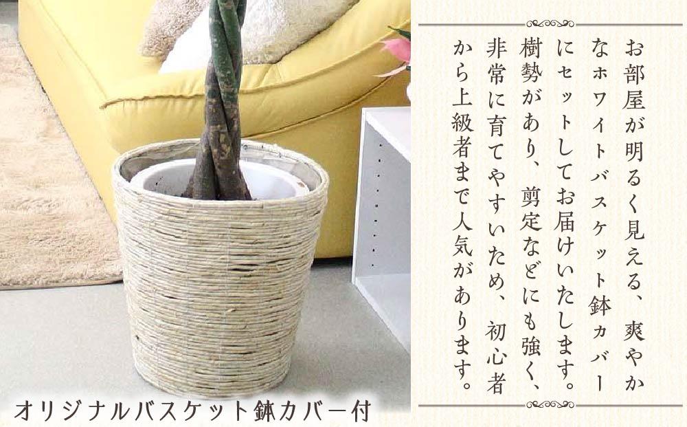 《先行予約》【観葉植物】パキラ 10号 ホワイトバスケット鉢カバー 土の表面:ウッドチップ｜観葉植物 インテリア 部屋 おしゃれ 福岡県筑前町 送料無料