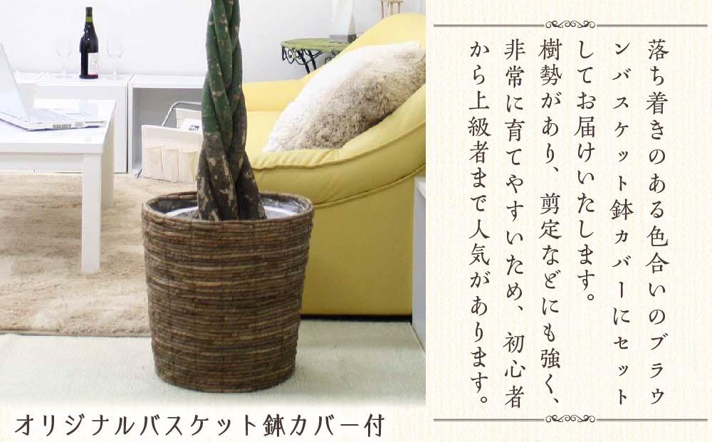 《先行予約》【観葉植物】パキラ 10号 ブラウンバスケット鉢カバー 土の表面:ウッドチップ｜観葉植物 インテリア 部屋 おしゃれ 福岡県筑前町 送料無料