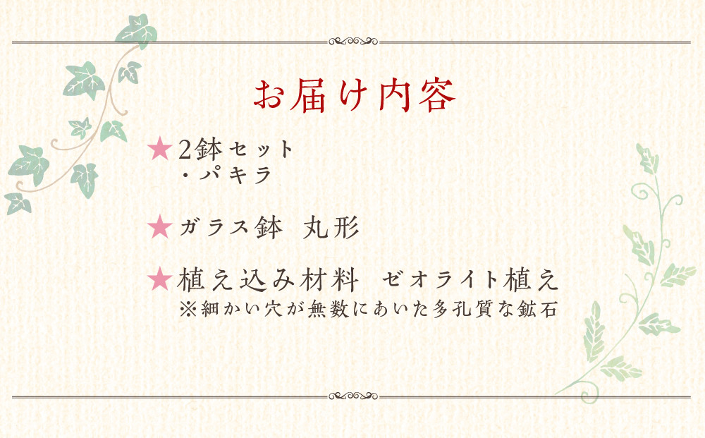 《先行予約》【観葉植物】土を使わないで清潔なミニ観葉植物 ゼオライト植え・ガラス鉢 丸形 2鉢セット（パキラ）｜観葉植物 インテリア 部屋 おしゃれ 福岡県筑前町 送料無料