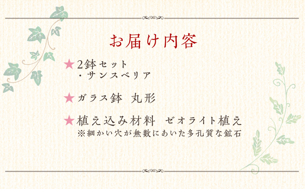 《先行予約》【観葉植物】土を使わないで清潔なミニ観葉植物 ゼオライト植え・ガラス鉢 丸形 2鉢セット（サンスベリア）｜観葉植物 インテリア 部屋 おしゃれ 福岡県筑前町 送料無料