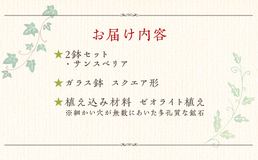 《先行予約》【観葉植物】土を使わないで清潔なミニ観葉植物 ゼオライト植え・ガラス鉢 スクエア形 2鉢セット（サンスベリア）｜観葉植物 インテリア 部屋 おしゃれ 福岡県筑前町 送料無料