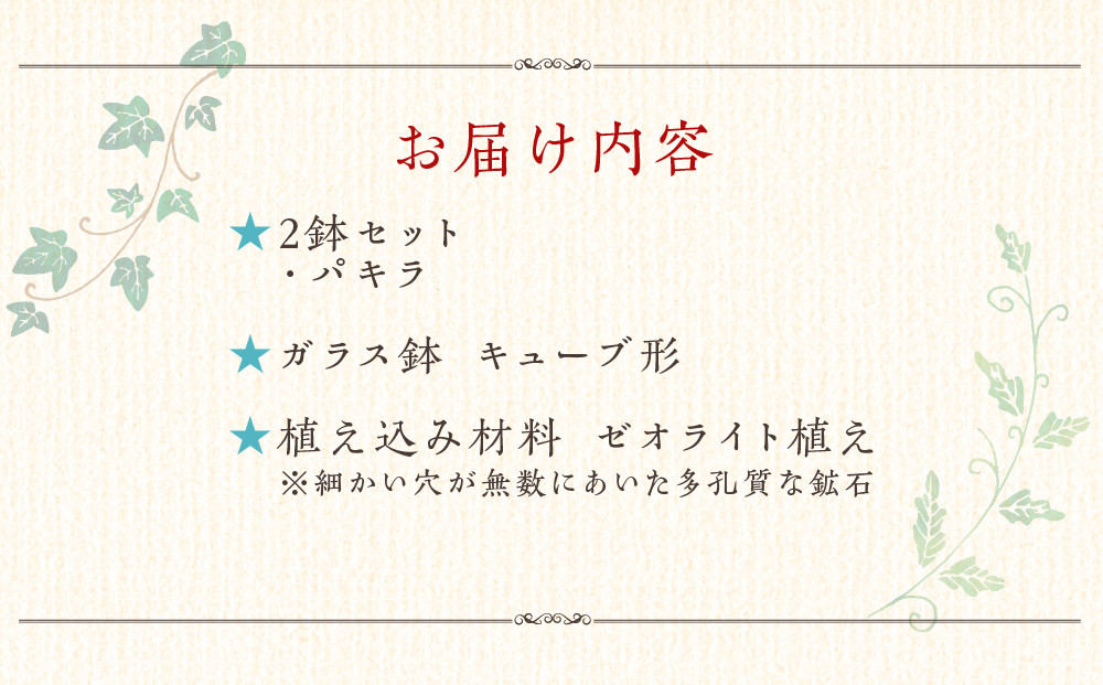 【観葉植物】土を使わないで清潔なミニ観葉植物 ゼオライト植え・ガラス鉢 キューブ形 2鉢セット（パキラ）｜観葉植物 インテリア 部屋 おしゃれ 福岡県筑前町 送料無料