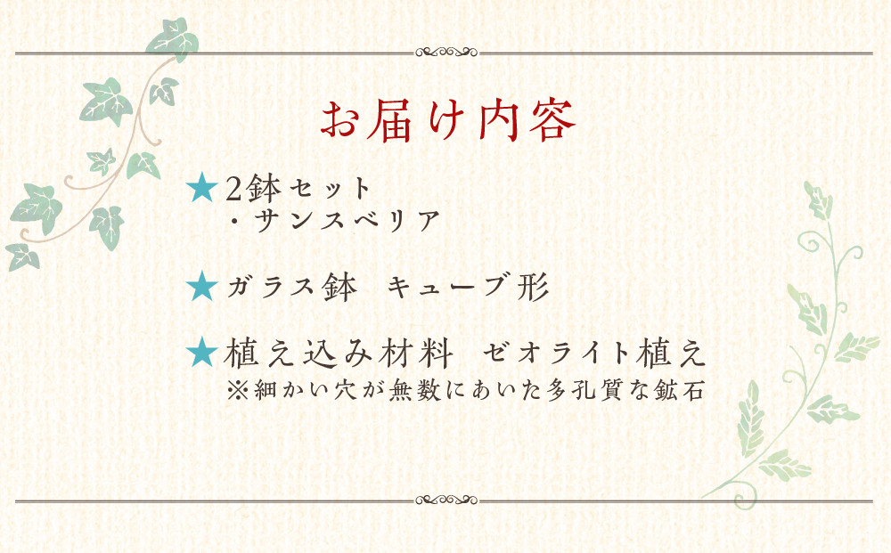 【観葉植物】土を使わないで清潔なミニ観葉植物 ゼオライト植え・ガラス鉢 キューブ形 2鉢セット（サンスベリア）｜観葉植物 インテリア 部屋 おしゃれ 福岡県筑前町 送料無料