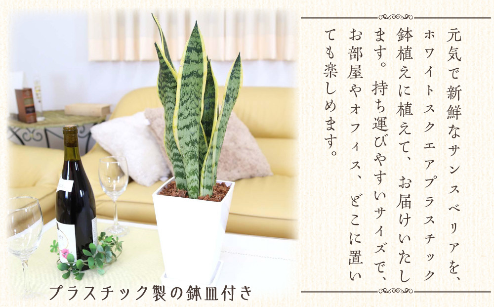 《先行予約》【観葉植物】サンスベリア 5号 ホワイトスクエアプラスチック鉢 土の表面:ウッドチップ｜観葉植物 インテリア 部屋 おしゃれ 福岡県筑前町 送料無料
