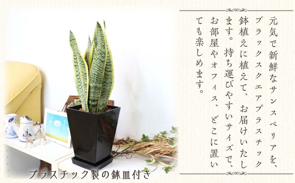 《先行予約》【観葉植物】サンスベリア 5号 ブラックスクエアプラスチック鉢 土の表面:ウッドチップ｜観葉植物 インテリア 部屋 おしゃれ 福岡県筑前町 送料無料