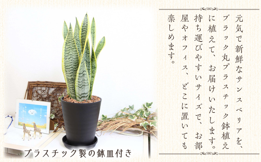 《先行予約》【観葉植物】サンスベリア 5号 ブラック丸プラスチック鉢 土の表面:ウッドチップ｜観葉植物 インテリア 部屋 おしゃれ 福岡県筑前町 送料無料