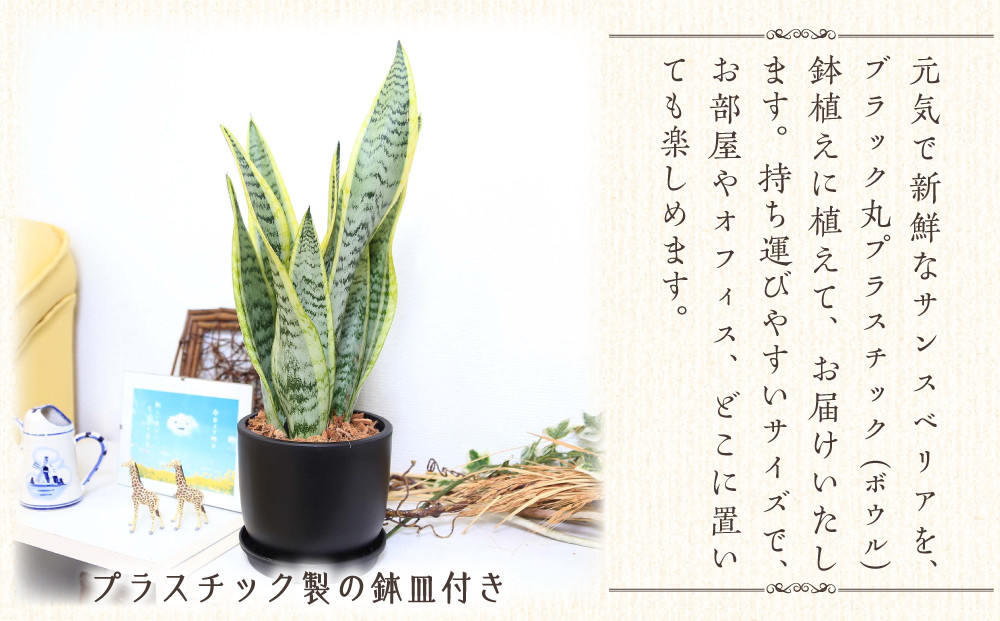 《先行予約》【観葉植物】サンスベリア 5号 ブラック丸プラスチック鉢（Bowl）土の表面:ウッドチップ｜観葉植物 インテリア 部屋 おしゃれ 福岡県筑前町 送料無料