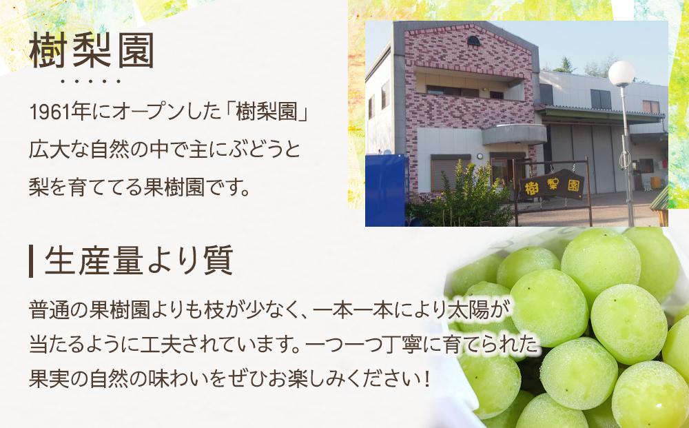【2026年先行予約】シャインマスカット 約2kg (4～5房)【筑前町産】