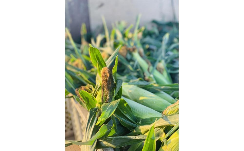 ＜2025年6月発送＞完熟メロンのように甘い朝採り!スイートコーン約5本　ちょっと食べてみたい方におすすめ!(約2kg)