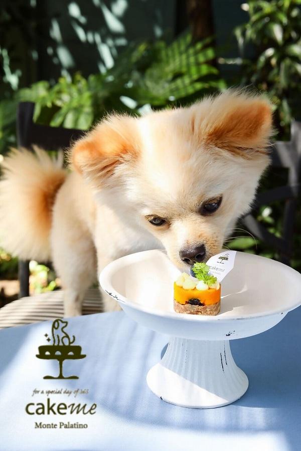 ペットフード(犬のおやつ)　かぼちゃとブルーベリーのタルト　5個入り