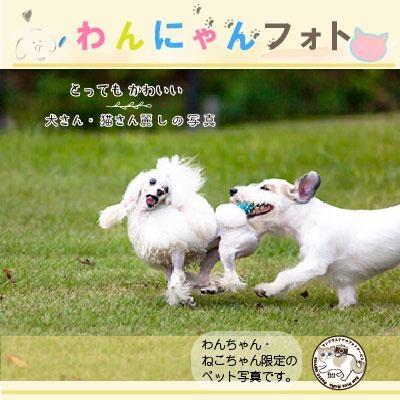 わんにゃんフォト 60分 50枚分