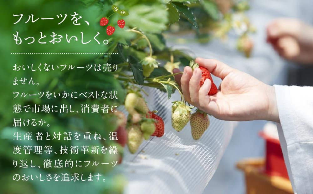 【先行予約 2025年12月上旬以降発送】福岡産あまおう12-15粒ギフト箱【筑前町】※一部離島不可