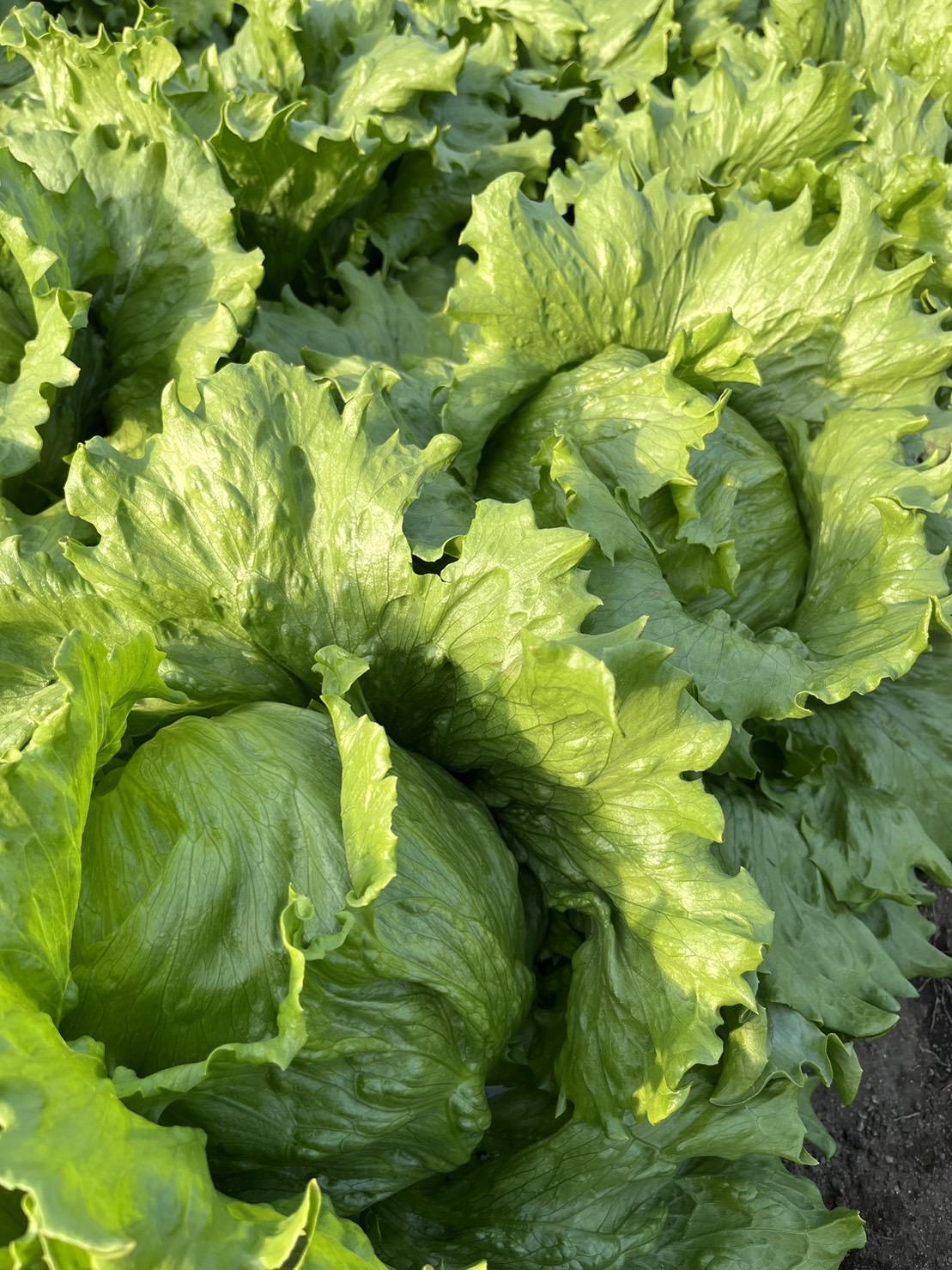 【先行予約 2026年1月以降発送】 畑直送　花園レタス　6個入り（2Lサイズ）