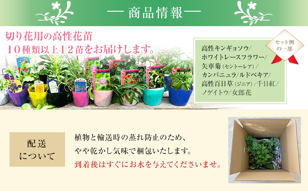 季節の切り花苗 お任せ12ポットmixセット