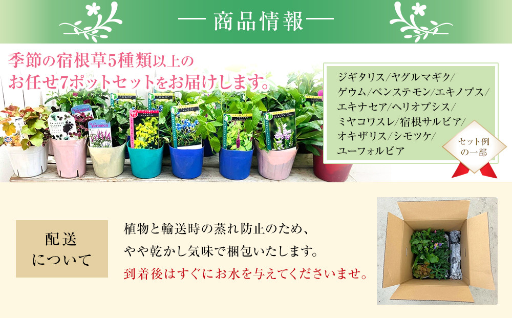 季節の宿根草 お任せ7ポットmixセット