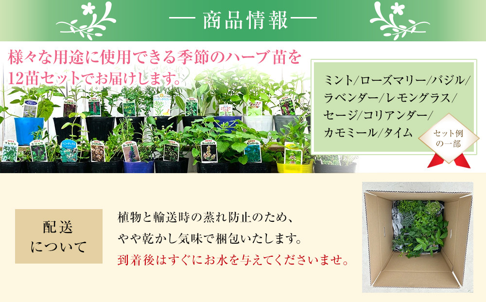 季節のハーブ苗お任せ12ポットmixセット