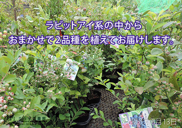 ブルーベリー 『 ラビットアイ系 2品種 植え 』 8号スリット鉢 【 ブルーベリーの肥料セット】