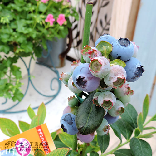 ブルーベリー 『 サザンハイブッシュ系 2品種 植え 』 8号スリット鉢 【 ブルーベリーの肥料 セット！】