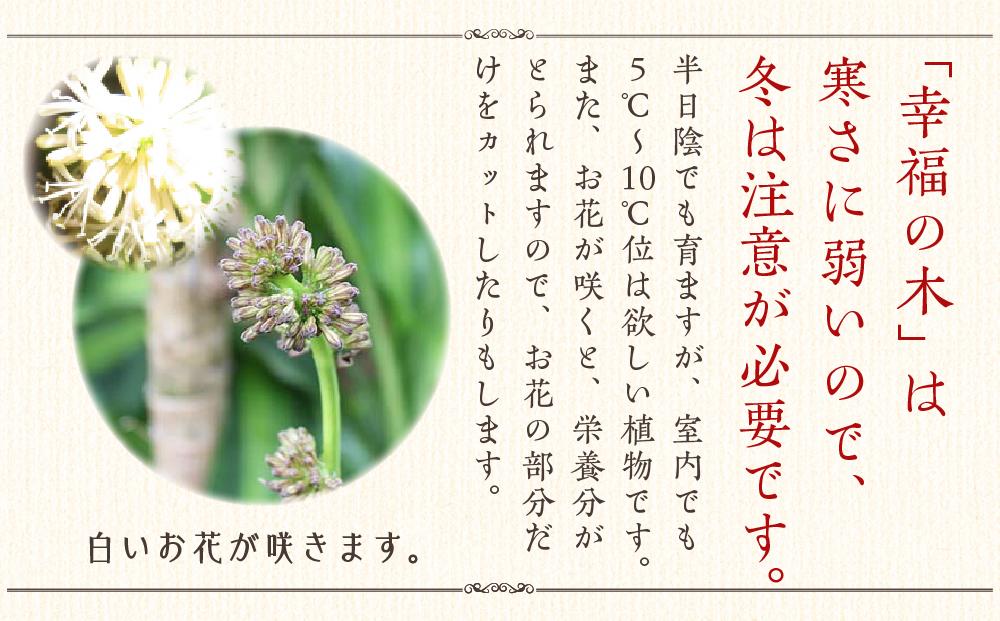 【観葉植物】幸福の木 7号 ホワイトバスケット鉢カバー 高さ：約75cm～90cm内外(鉢底より) 土の表面：ウッドチップ ｜観葉植物 インテリア 部屋 おしゃれ 福岡県筑前町 送料無料