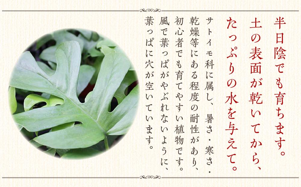 《先行予約》【観葉植物】ヒメモンステラ 6号 ホワイトスクエア陶器鉢 ストレート ｜観葉植物 インテリア 部屋 おしゃれ 福岡県筑前町 送料無料