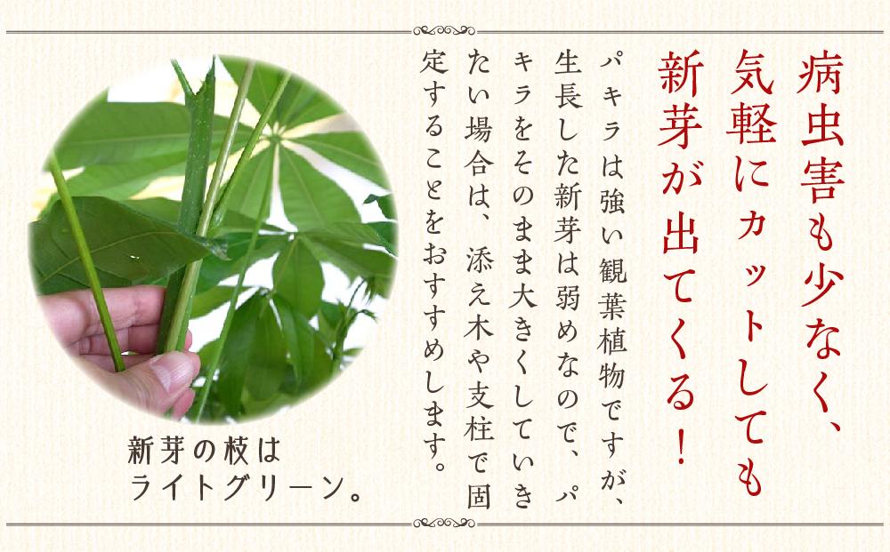 《先行予約》【観葉植物】パキラ 8号 ホワイト陶器鉢 G 高さ:約1m～1.3m内外(鉢底より) ｜観葉植物 インテリア 部屋 おしゃれ 福岡県筑前町 送料無料