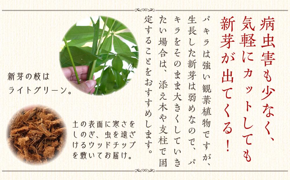 《先行予約》【観葉植物】パキラ 8号 ホワイトバスケット鉢カバー 土の表面:ウッドチップ ｜観葉植物 インテリア 部屋 おしゃれ 福岡県筑前町 送料無料