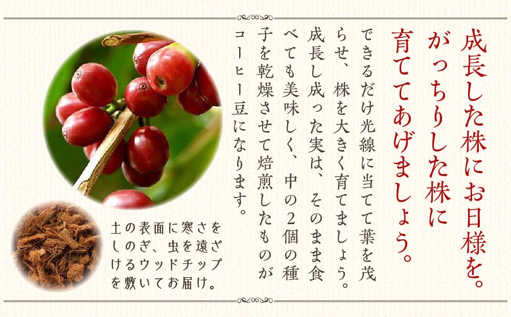 《先行予約》【観葉植物】コーヒーの木 7号 ホワイトスクエア陶器G 土の表面:ウッドチップ ｜観葉植物 インテリア 部屋 おしゃれ 福岡県筑前町 送料無料