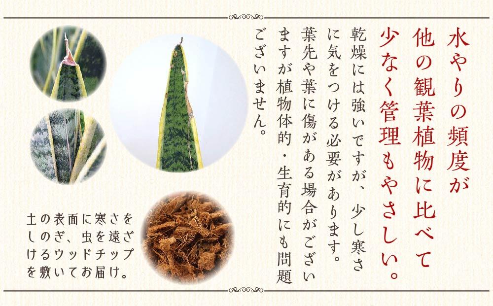 【観葉植物】サンスベリア 7号 バスケット鉢カバー 土の表面:ウッドチップ ｜観葉植物 インテリア 部屋 おしゃれ 福岡県筑前町 送料無料
