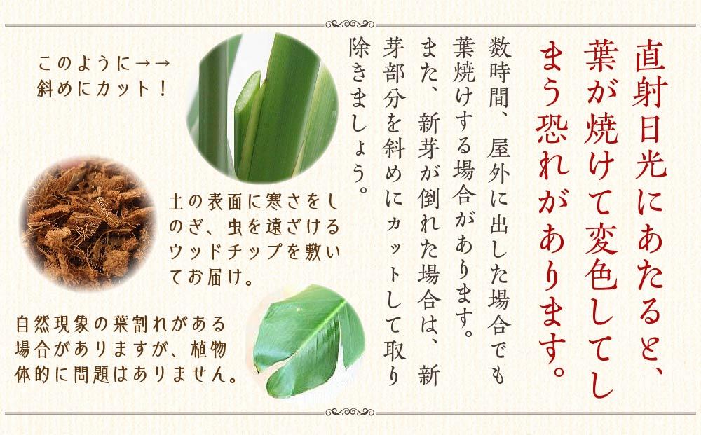 【観葉植物】オーガスタ 8号 ブラウンバスケット鉢カバー 土の表面：ウッドチップ｜観葉植物 インテリア 部屋 おしゃれ 福岡県筑前町 送料無料