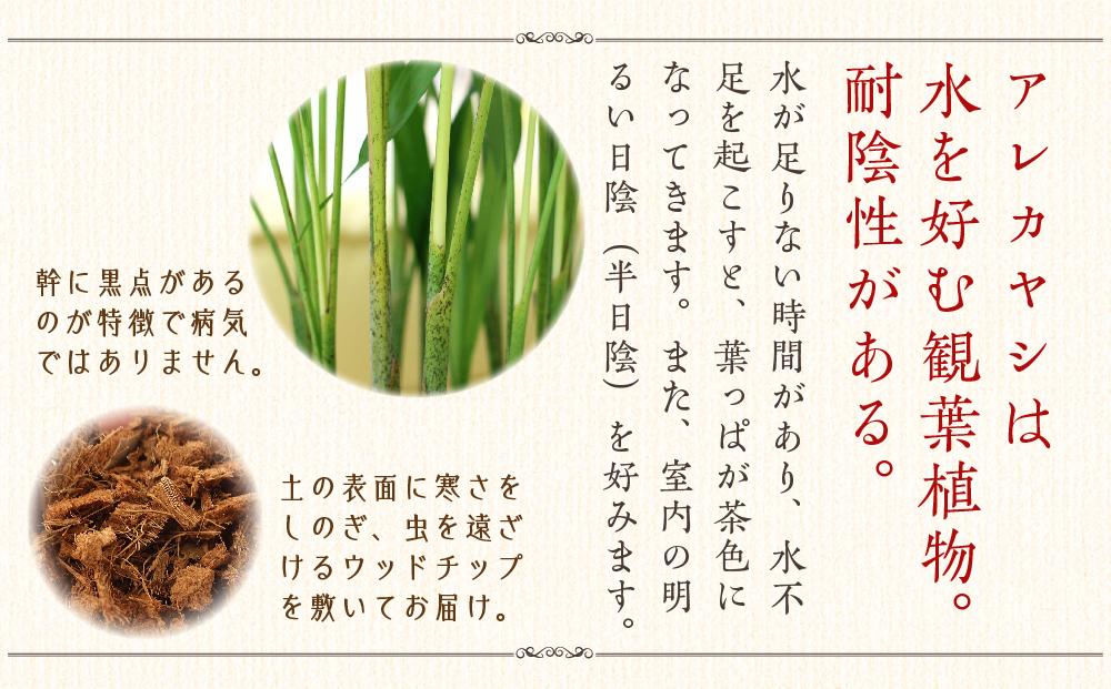 《先行予約》【観葉植物】アレカヤシ 10号 ホワイトバスケット鉢カバー 土の表面:ウッドチップ ｜観葉植物 インテリア 部屋 おしゃれ 福岡県筑前町 送料無料