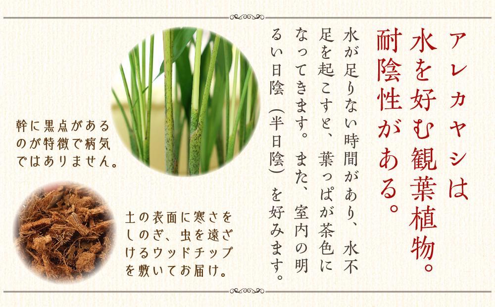 《先行予約》【観葉植物】アレカヤシ 8号 ホワイト陶器鉢 Ｇタイプ 土の表面:ウッドチップ ｜観葉植物 インテリア 部屋 おしゃれ 福岡県筑前町 送料無料