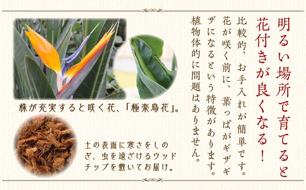 《先行予約》【観葉植物】ストレリチア レギネ 8号 ホワイト陶器鉢 G｜観葉植物 インテリア 部屋 おしゃれ 福岡県筑前町 送料無料