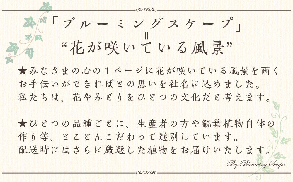 《先行予約》【観葉植物】土を使わないで清潔なミニ観葉植物 ゼオライト植え・ガラス鉢 スクエア形 2鉢セット（サンスベリア）｜観葉植物 インテリア 部屋 おしゃれ 福岡県筑前町 送料無料