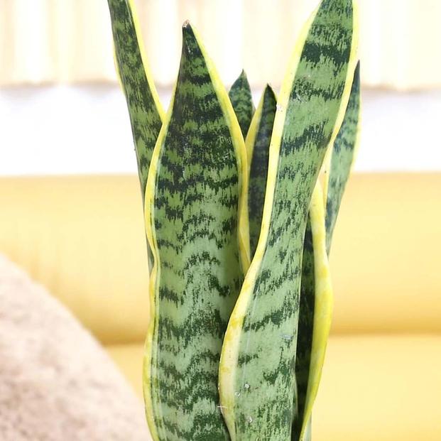 《先行予約》【観葉植物】サンスベリア 5号 ホワイトスクエアプラスチック鉢 土の表面:ウッドチップ｜観葉植物 インテリア 部屋 おしゃれ 福岡県筑前町 送料無料