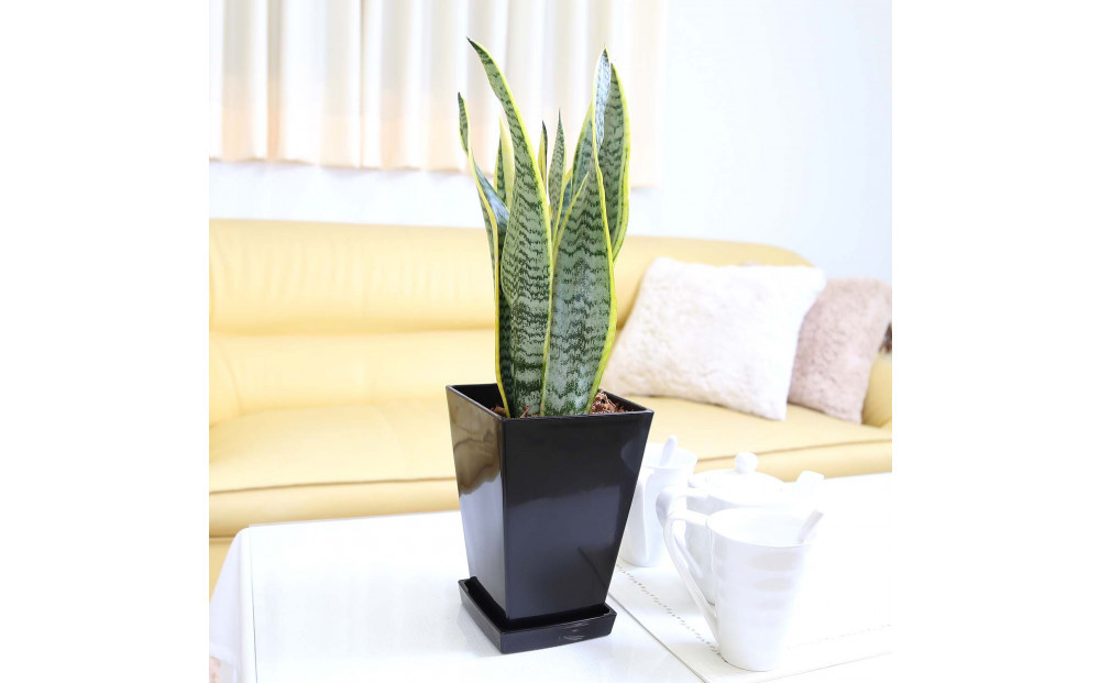 《先行予約》【観葉植物】サンスベリア 5号 ブラックスクエアプラスチック鉢 土の表面:ウッドチップ｜観葉植物 インテリア 部屋 おしゃれ 福岡県筑前町 送料無料